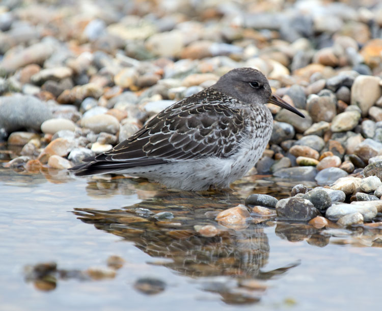 Purple Sandpiper - 10-08-2013