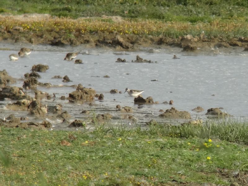 Red-necked Phalarope - 11-08-2013