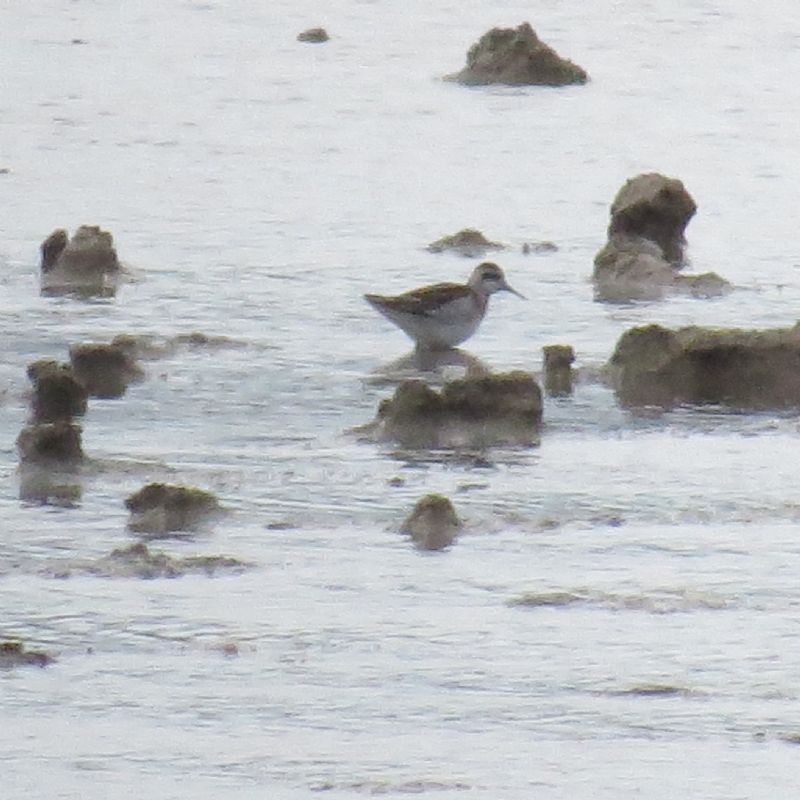 Red-necked Phalarope - 12-08-2013