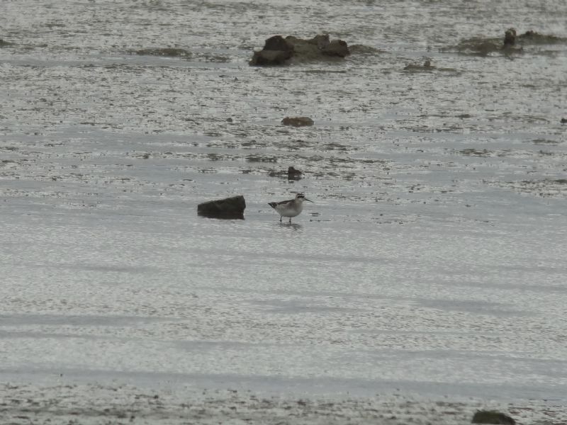 Red-necked Phalarope - 12-08-2013