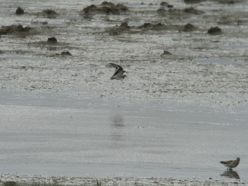 Red-necked Phalarope - 12-08-2013