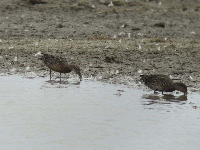 Garganey - 12-08-2013