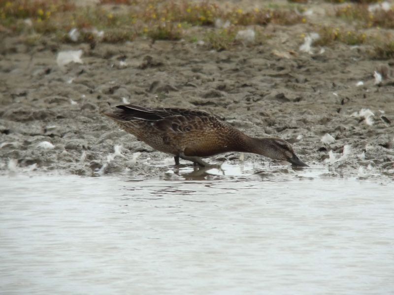 Garganey - 12-08-2013