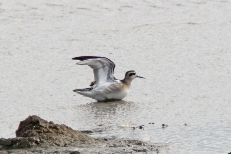 Red-necked Phalarope - 11-08-2013