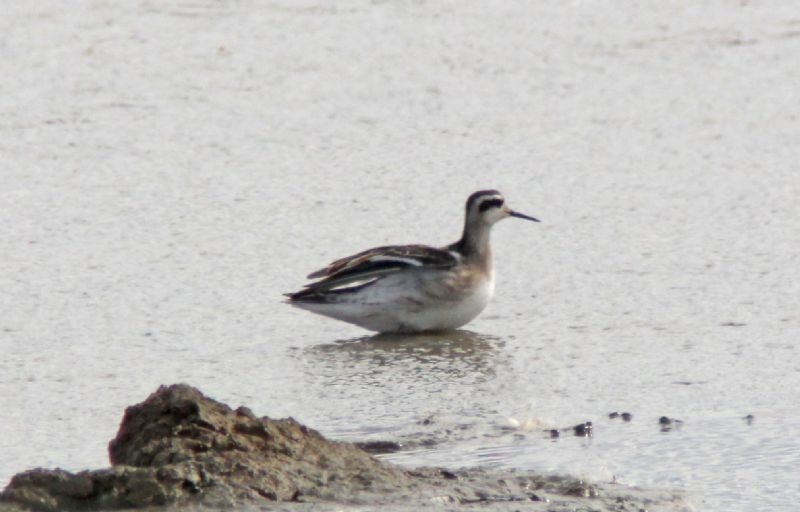 Red-necked Phalarope - 11-08-2013