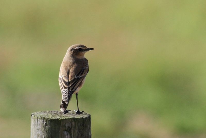 Wheatear - 20-08-2013