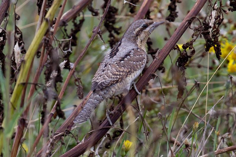 Wryneck - 27-08-2013