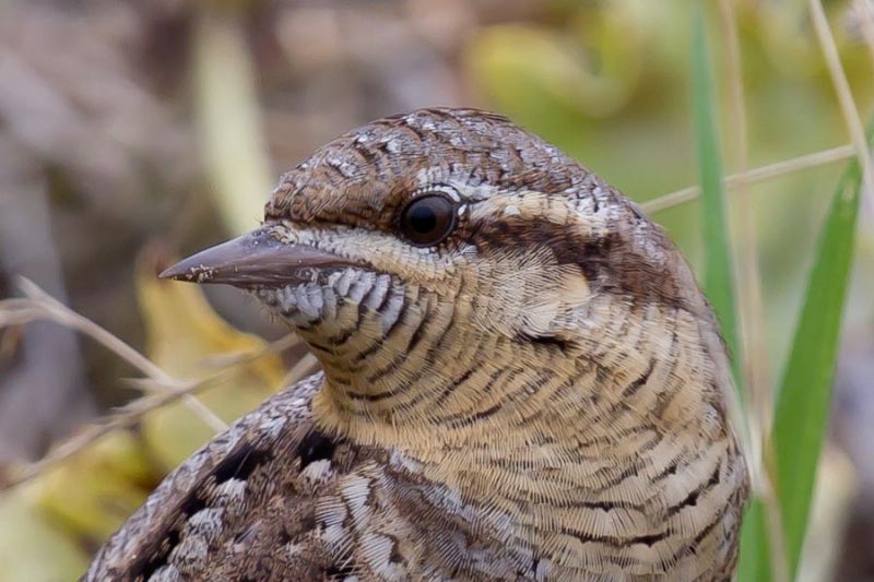 Wryneck - 27-08-2013