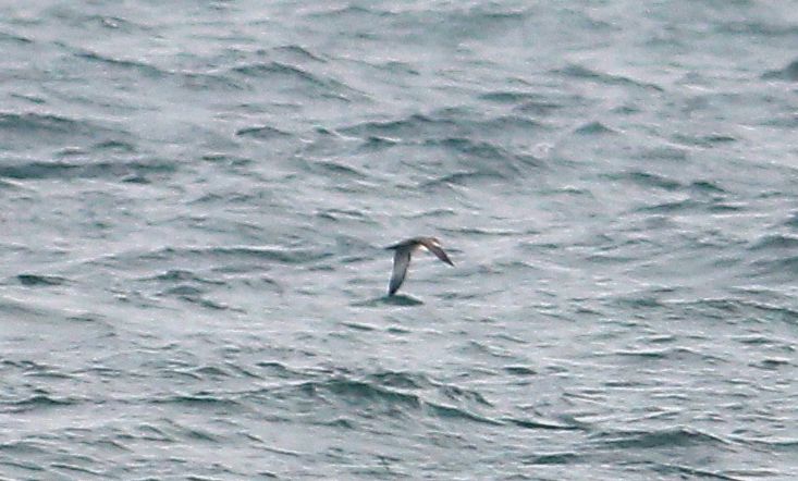 Balearic Shearwater - 25-08-2013