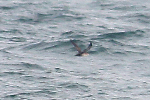 Balearic Shearwater - 25-08-2013