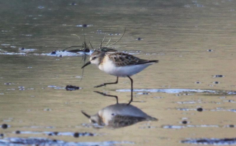 Little Stint - 12-09-2013