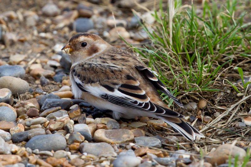 Snow Bunting - 16-09-2013