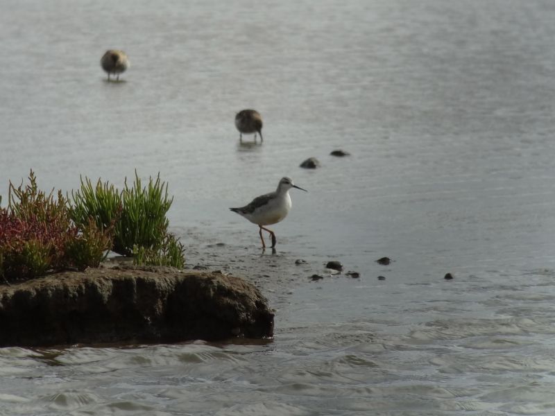 Wilson's Phalarope - 16-09-2013