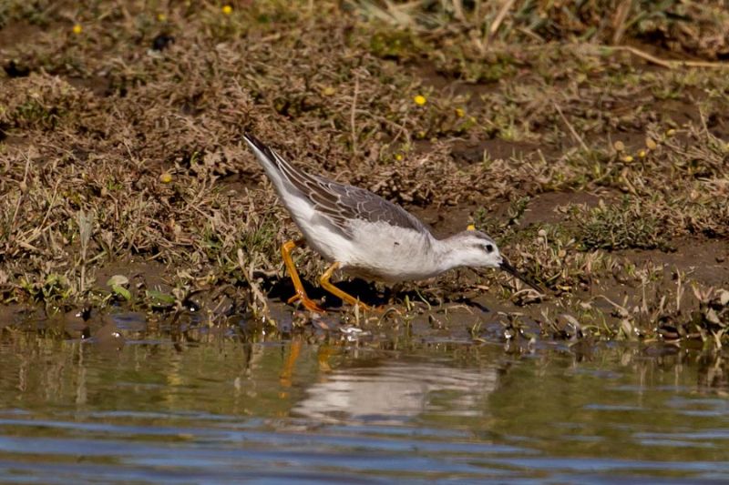 Wilson's Phalarope - 18-09-2013