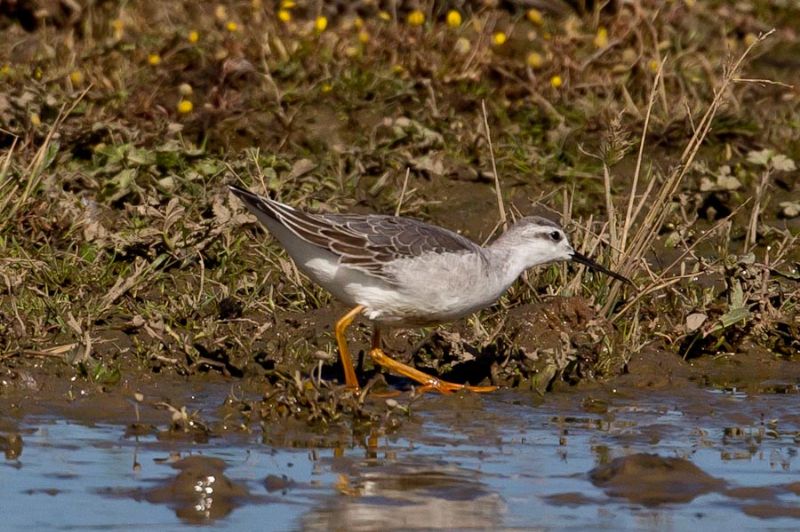 Wilson's Phalarope - 18-09-2013