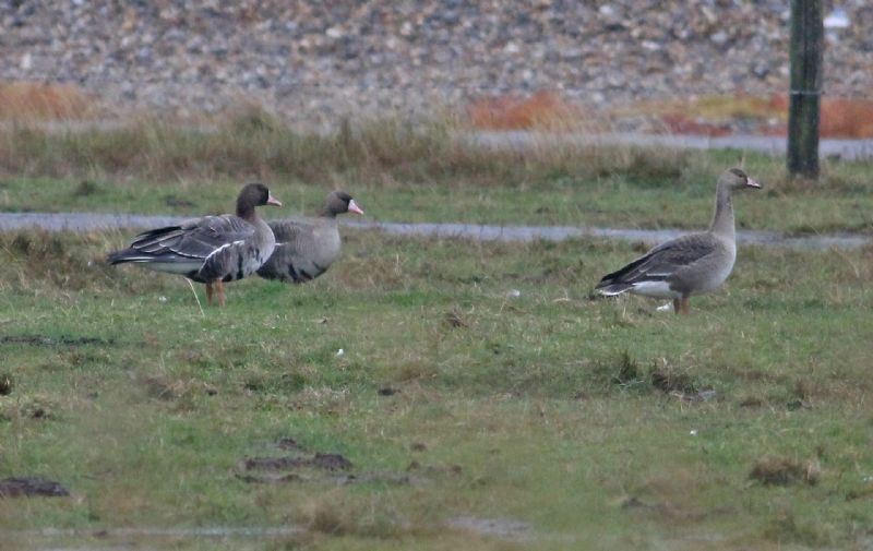 White-fronted Goose - 13-10-2013