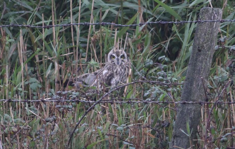 Short-eared Owl - 13-10-2013