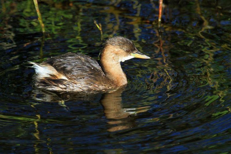 Little Grebe - 17-10-2013