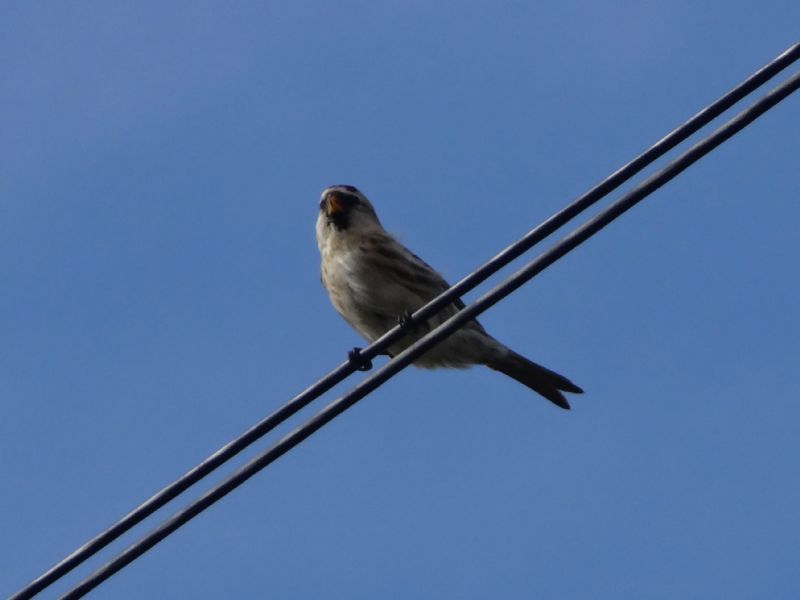 Common Redpoll (Mealy) - 14-10-2013