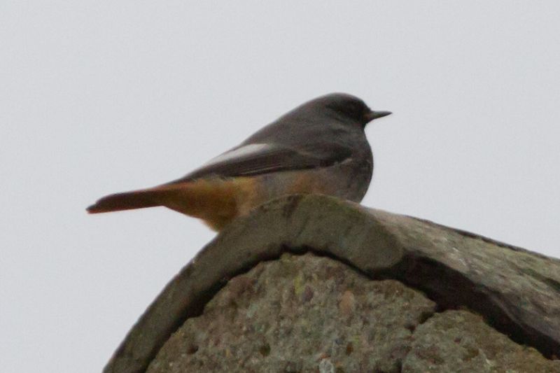 Black Redstart - 22-10-2013