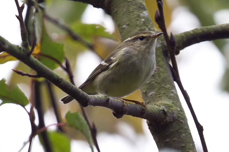 Yellow-browed Warbler - 23-10-2013