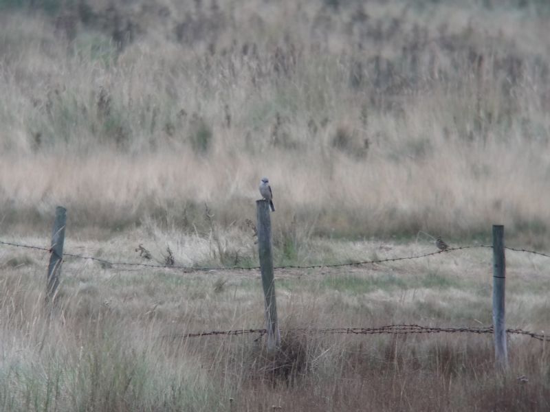 Great Grey Shrike - 14-10-2013