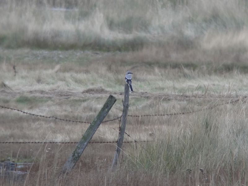 Great Grey Shrike - 14-10-2013