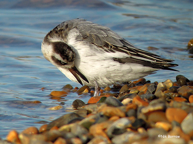 Grey Phalarope - 08-11-2013