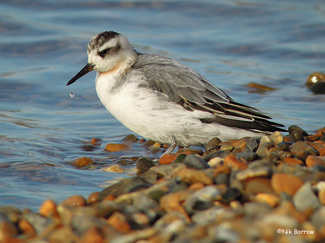 Grey Phalarope - 08-11-2013