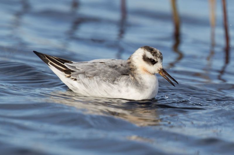 Grey Phalarope - 08-11-2013