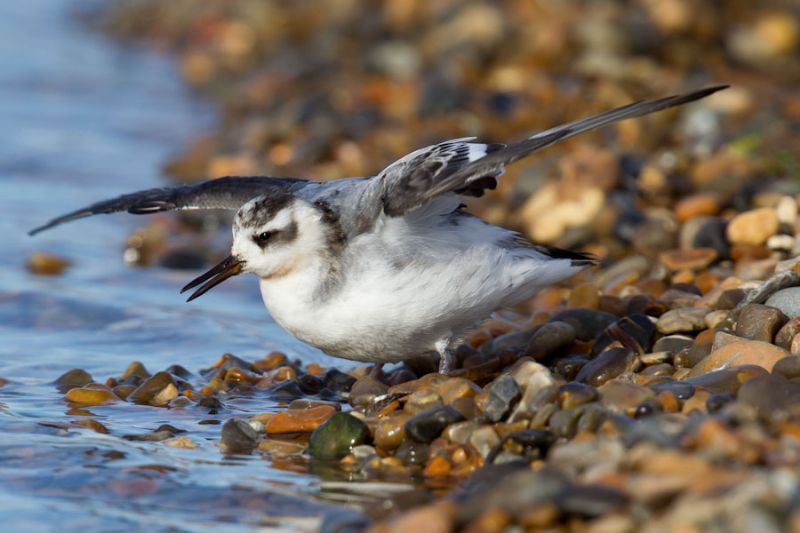 Grey Phalarope - 08-11-2013