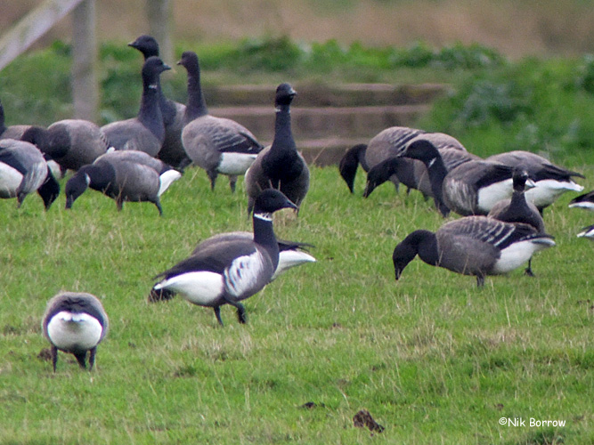 Black Brant - 08-11-2013