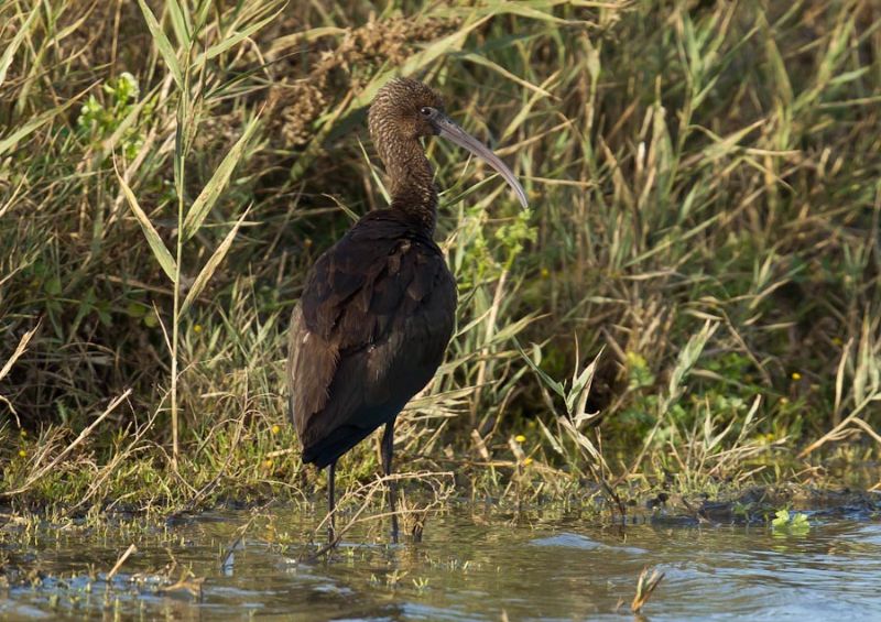 Glossy Ibis - 14-11-2013