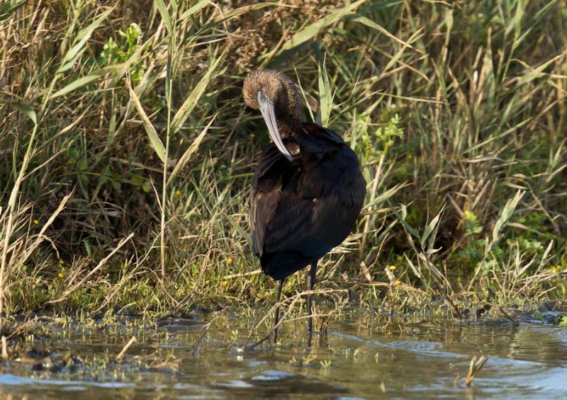 Glossy Ibis - 14-11-2013