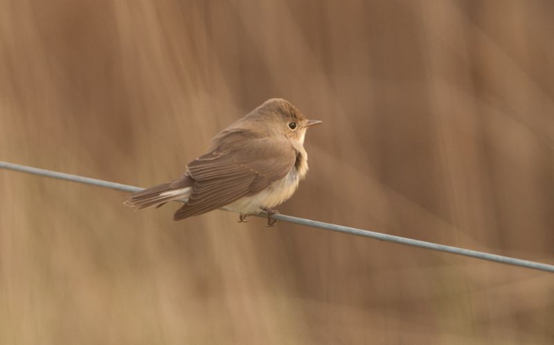 Red-breasted Flycatcher - 16-11-2013