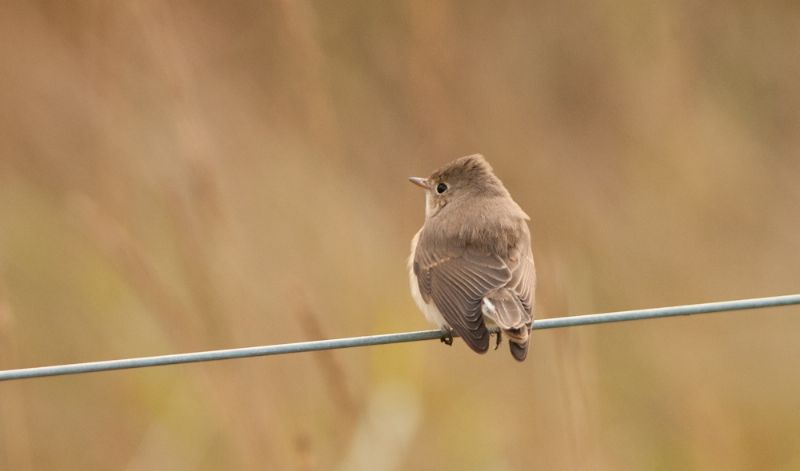 Red-breasted Flycatcher - 16-11-2013