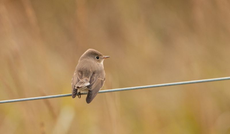 Red-breasted Flycatcher - 16-11-2013