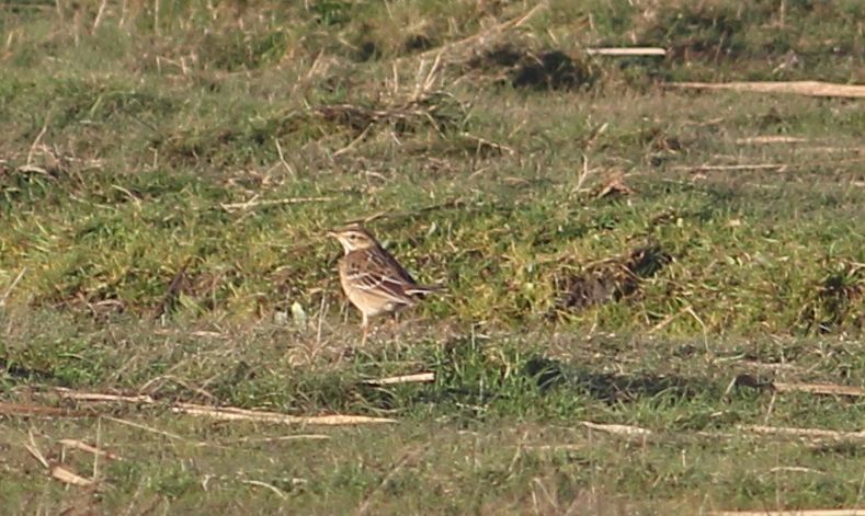 Richard's Pipit - 14-12-2013