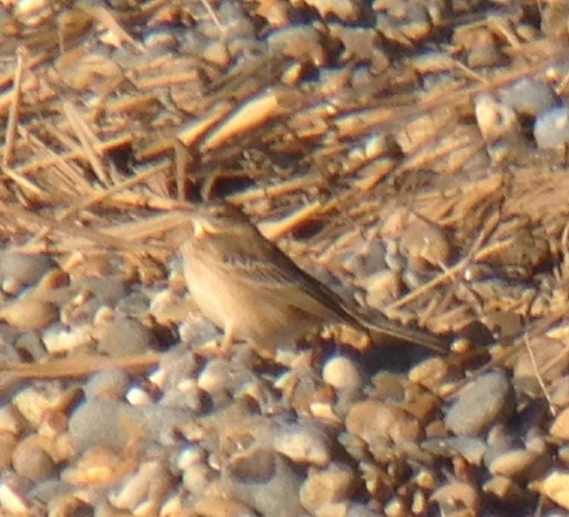 Richard's Pipit - 28-12-2013