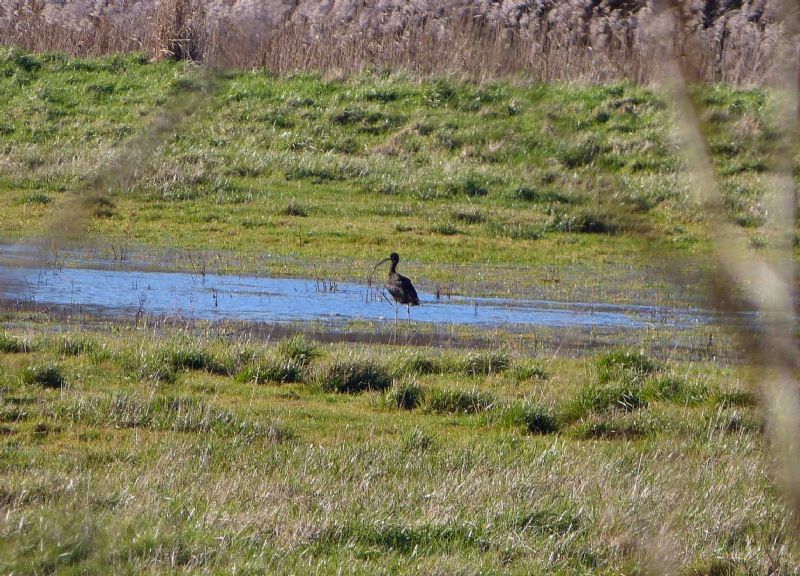 Glossy Ibis - 13-01-2014