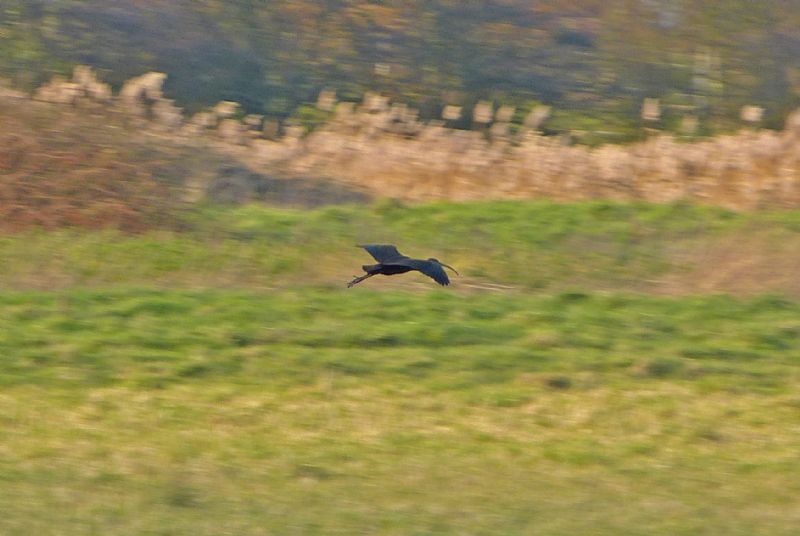 Glossy Ibis - 13-01-2014