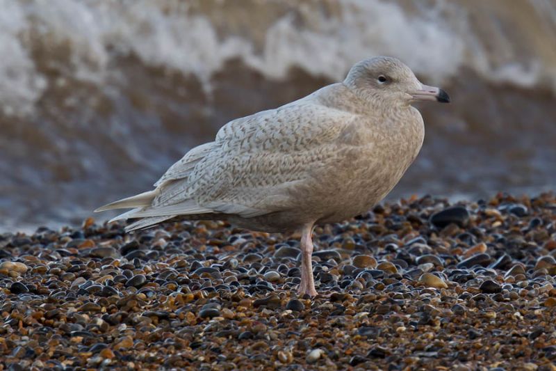 Glaucous Gull - 16-01-2014