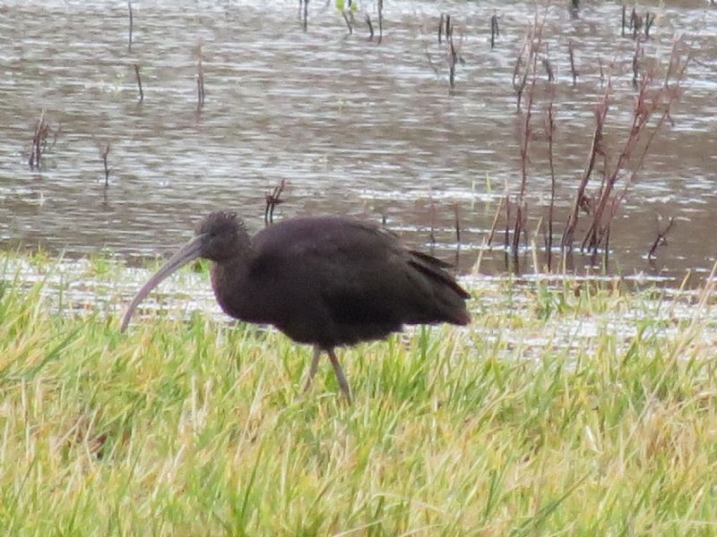 Glossy Ibis - 16-01-2014