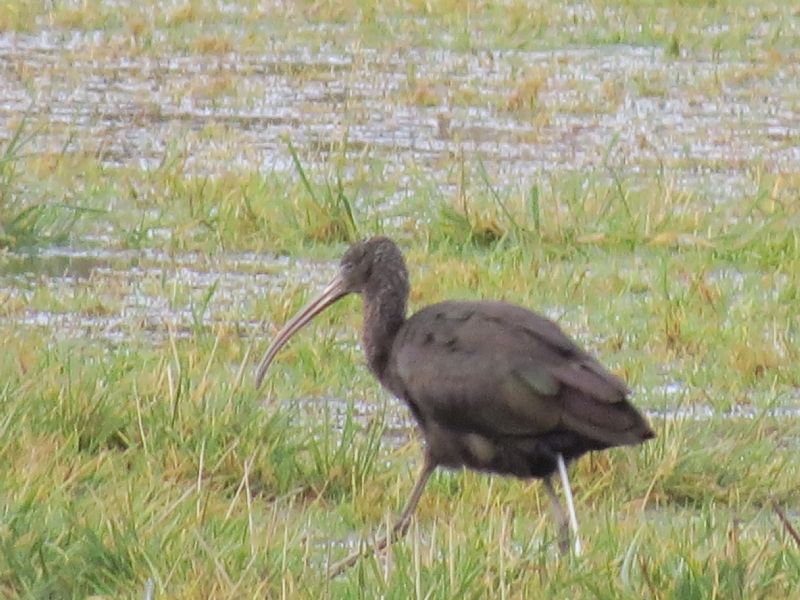 Glossy Ibis - 16-01-2014