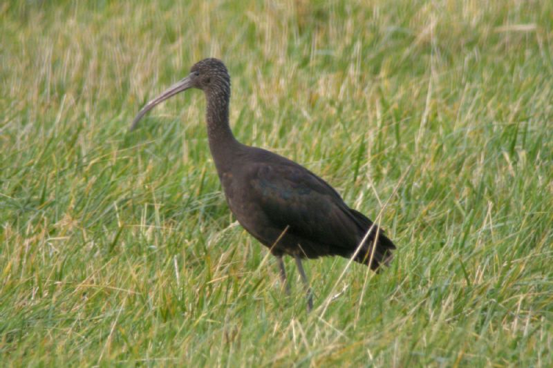 Glossy Ibis - 17-01-2014