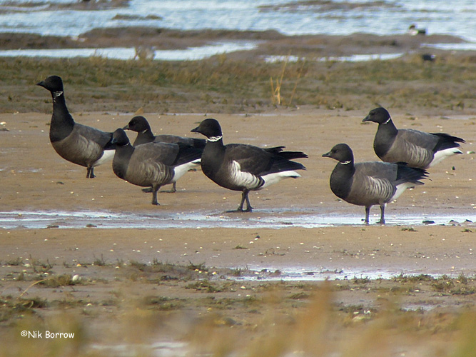 Black Brant - 25-01-2014