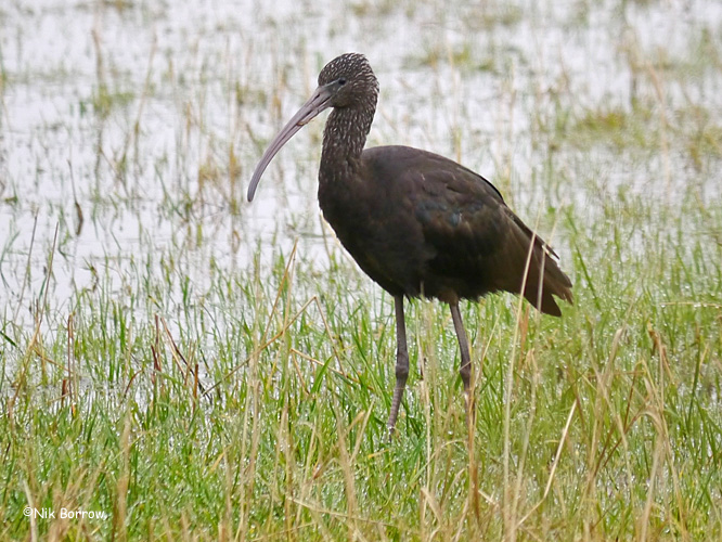 Glossy Ibis - 25-01-2014