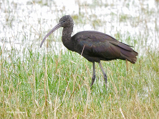 Glossy Ibis - 25-01-2014