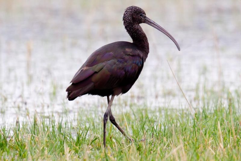 Glossy Ibis - 31-01-2014