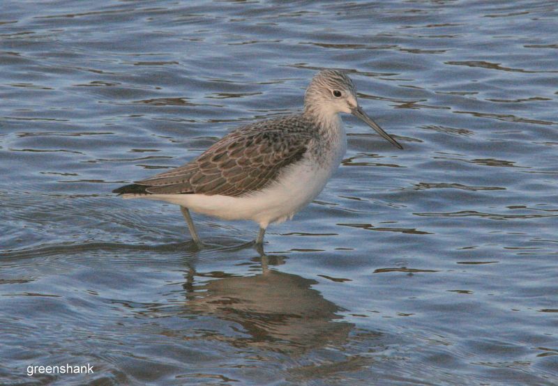 Greenshank - 06-02-2014